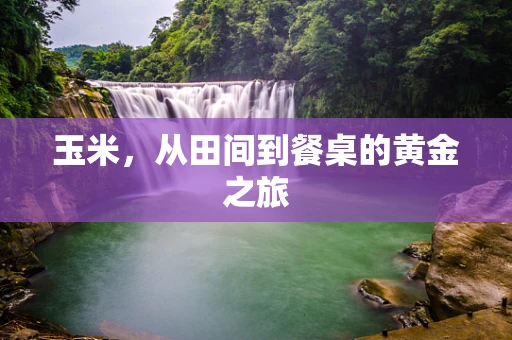 玉米，从田间到餐桌的黄金之旅